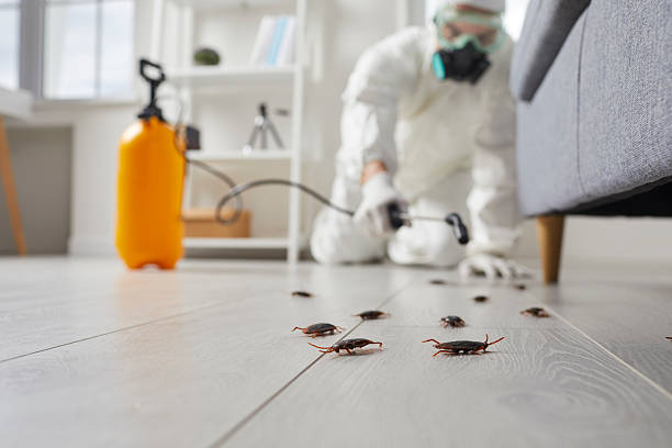 Commercial Kitchen Cockroach Control in Hope